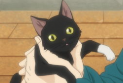 猫的动漫,动漫猫界的奇幻冒险之旅